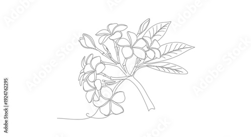 Minimalist line art illustration of plumeria flowers with leaves
