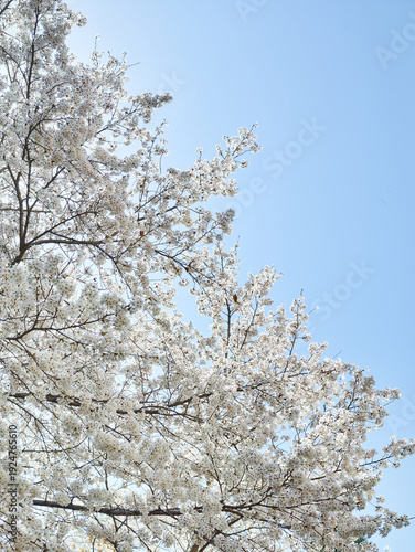Cherry blossom branches against clear blue sky