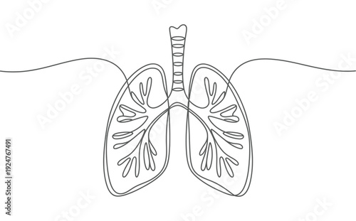 An anatomical illustration of human lungs with trachea and bronchial tubes on transparent background