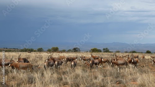 A herd of blesbok antelopes (Damaliscus pygargus) in late afternoon light with stormy sky, Mountain Zebra National Park, South Africa