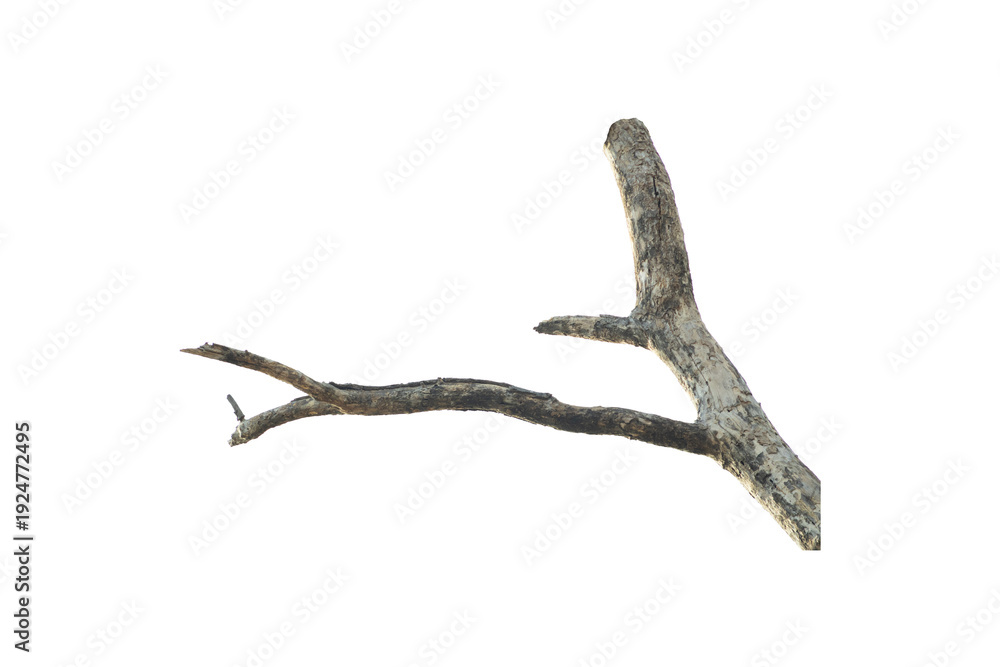 Fototapeta premium Natural branch, single branch, tree branch