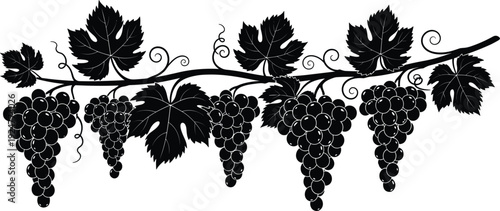 Detailed black and white grapevine illustration with ripe grape clusters leaves and swirling vines decorative vector border design