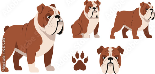 English Bulldog Vector Set Featuring Adult Dog in Standing and Sitting Poses with Detailed Breed Face and Paw Print Icons