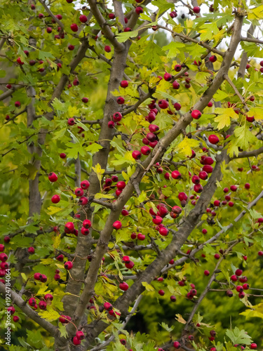 Mature red hawthorn berries (Crataegus monogyna) ripen on a tree with green and yellowing lobed leaves in autumn, focusing on the abundance of fruit.
