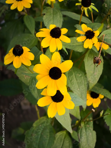 Photos Golden yellow Black-eyed Susan flowers (Rudbeckia fulgida) with dark centers and green foliage, close-up