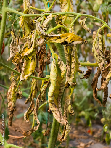 Close-up of a diseased tomato plant with yellowed, wilted, and brown leaves. It's likely a fungal infection like Fusarium or Verticillium wilt.