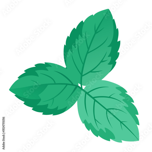 Fresh Green Mint Leaves Isolated Herbal Plant Vector Illustration