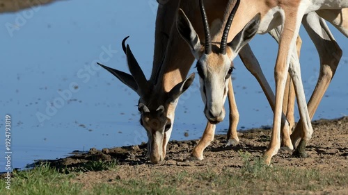 Close-up portraits of springbok antelopes (Antidorcas marsupialis) feeding in natural habitat, Kalahari desert, South Africa