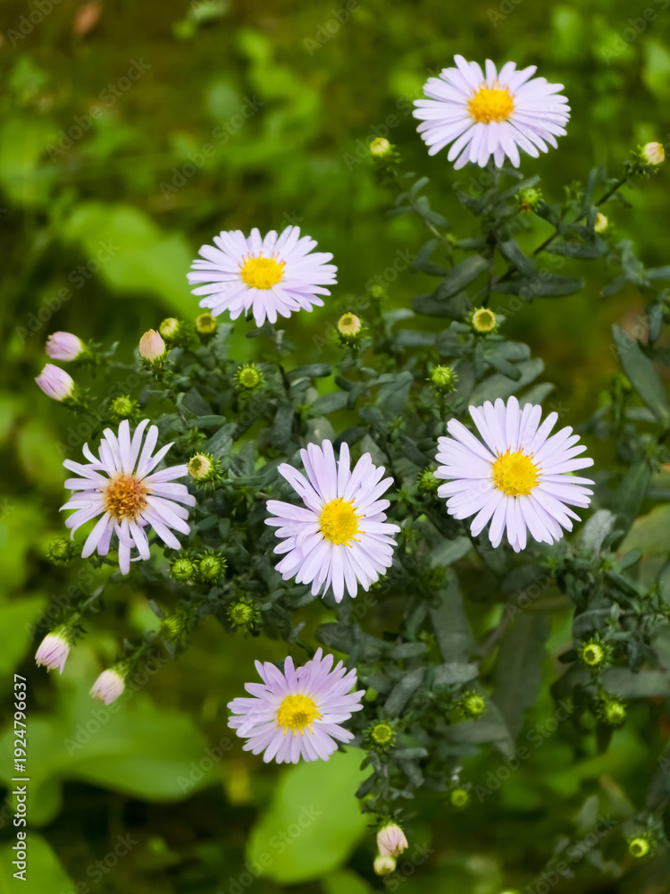 Fototapeta premium Cluster of Aster novi-belgii (New York aster) flowers in full bloom. The purple-white petals and yellow centers stand out against a soft-focus green background.