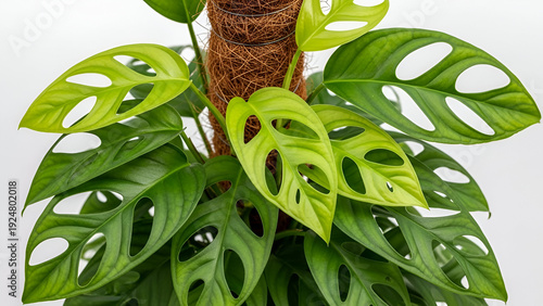 Monstera Adansonii Plant with Holes in Leaves swiss cheese plant