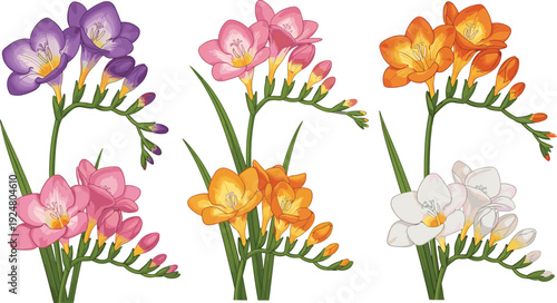 Colorful Freesia Flower Collection with Purple Pink Orange and White Blossoms Botanical Vector Illustration Set Isolated