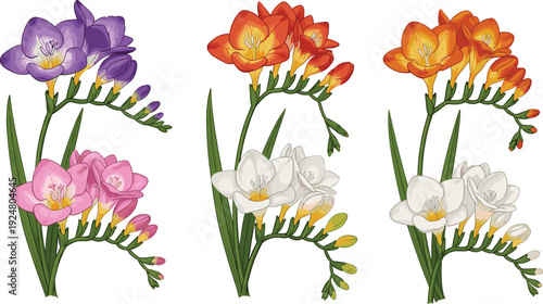 Colorful Freesia Flower Collection with Purple Pink Orange and White Blossoms Botanical Vector Illustration Set Isolated