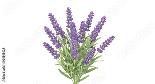 Lavender Flowers with Green Leaves
