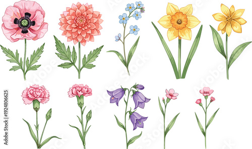 Wildflower Garden Collection with Poppy Dahlia Daffodil Carnation Bluebells and Delicate Blossoms Botanical Vector Illustration Set