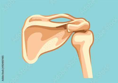 Scapula Bone Anatomy