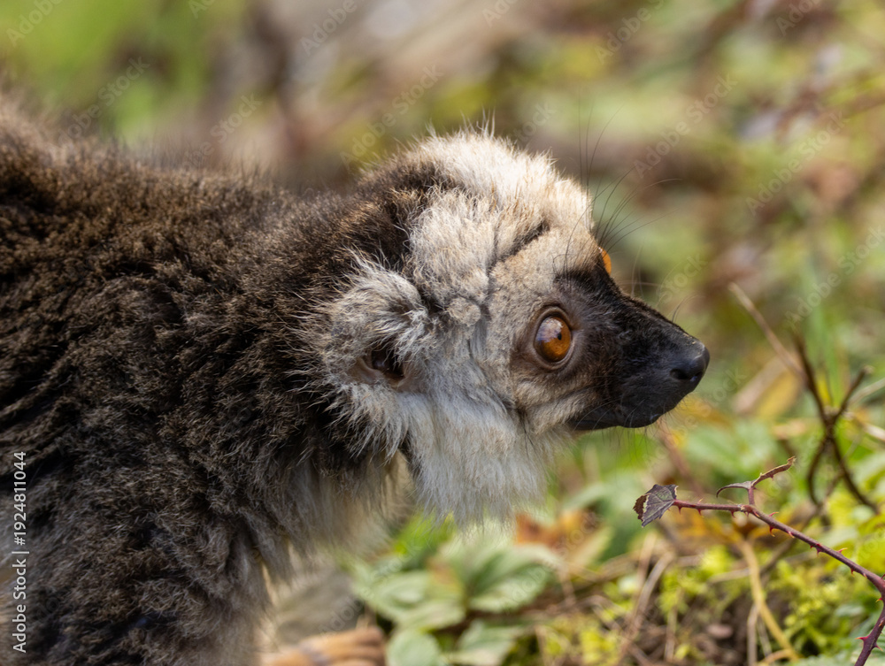 Fototapeta premium lémur à front blanc