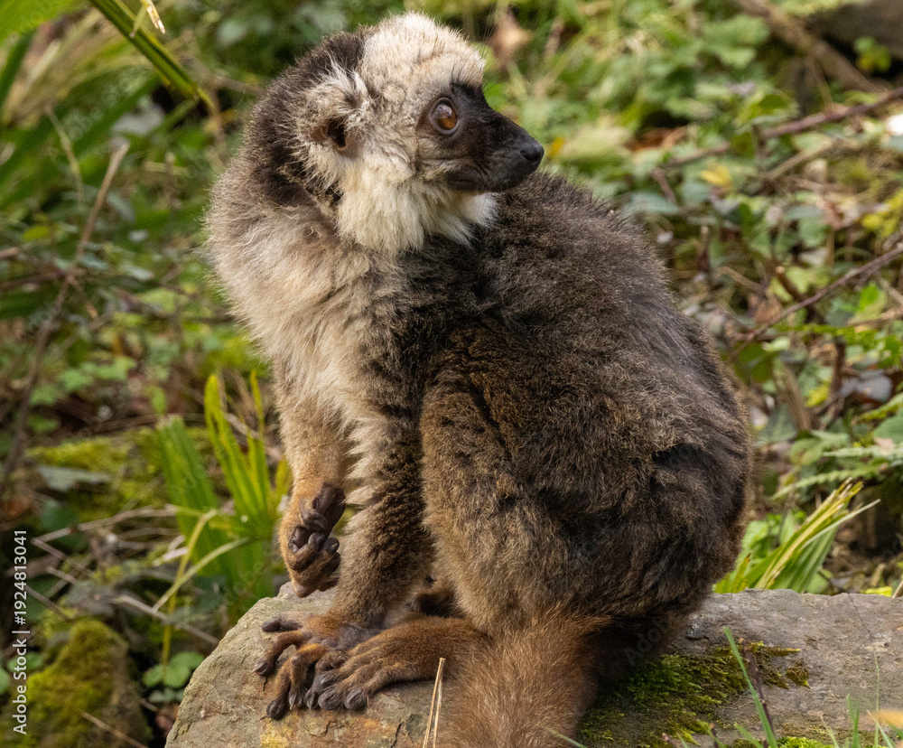 Fototapeta premium lémur à front blanc