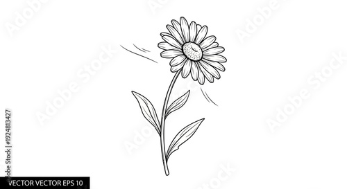 Hand-drawn daisy flower illustration, black and white line art, isolated on white background, vector graphic