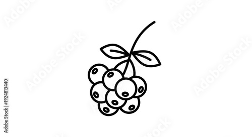 Hand-drawn illustration of a cluster of ripe berries with leaves on a stem