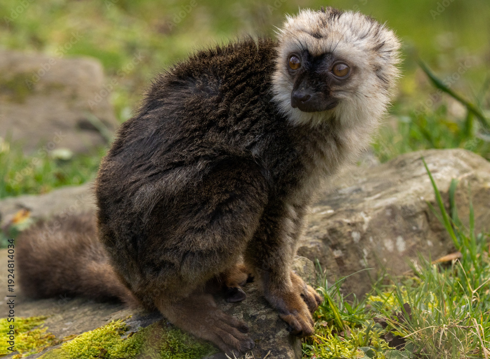 Fototapeta premium lémur à front blanc
