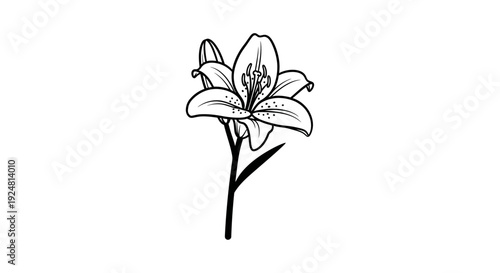 Elegant Lily Flower Line Art Illustration, Black and White Botanical Drawing