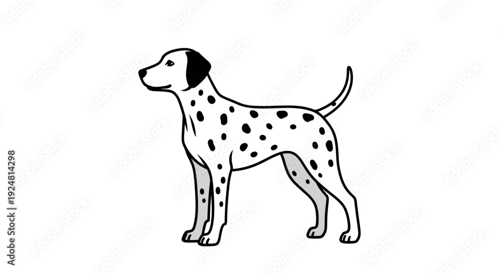 Fototapeta premium Dalmatian Dog Standing Profile View Black and White Spots Isolated on White Background
