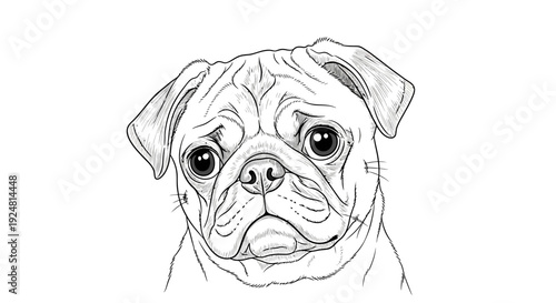 Close-up sketch of a sad pug dog face with big expressive eyes, black and white