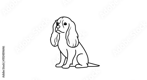 Cute Cavalier King Charles Spaniel Puppy Sitting and Looking Up