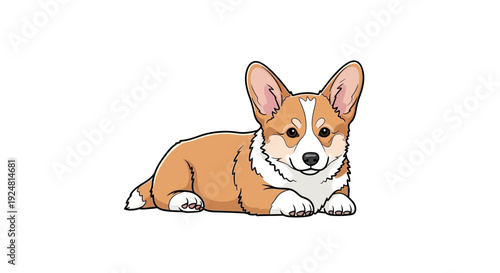 Cute Corgi Puppy Lying Down, Adorable Welsh Corgi Pembroke, White Background