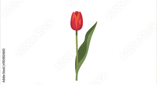 Single red tulip flower with a long green stem and a large leaf isolated against a white background for spring themes.