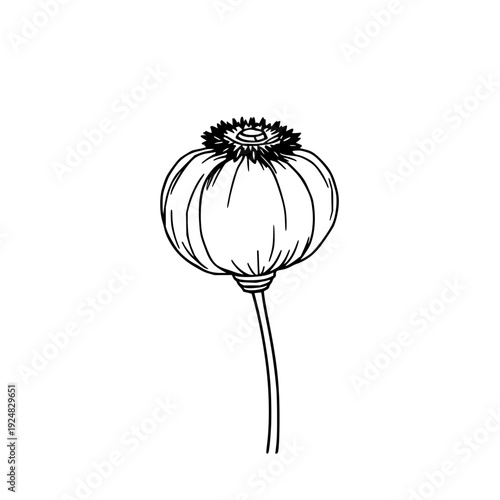 Abstract Poppy Seed Pod Line Art on White: Minimalist Botanical Illustration for Contemporary Design and Health Concepts
