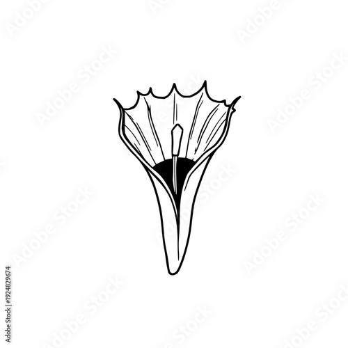Detailed black line illustration of an open Venus flytrap on crisp white background, featuring botanical precision for educational and design use.