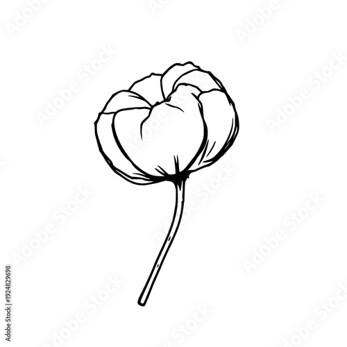 Detailed single cotton boll stem illustration in crisp black line art on pristine white background for agricultural science textile industry visuals