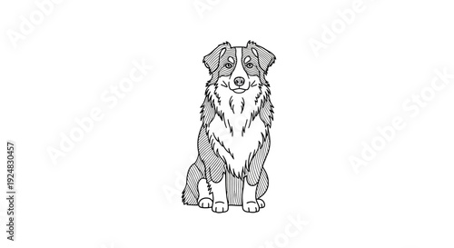Black and White Line Drawing of a Sitting Australian Shepherd Dog, Front View