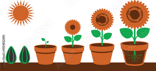 Sunflower Plant Growth Stages Outline Timeline  Seed to Bloom Educational Vector