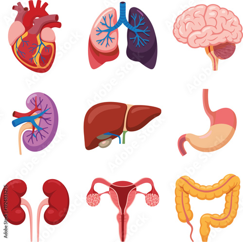 Human internal organs anatomy set, heart lungs brain kidney liver stomach uterus intestines medical vector illustration isolated background