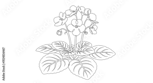 African Violet Plant Outline Drawing, Simple Botanical Illustration of Blooming Flowers and Leaves