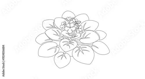 African Violet Plant Line Art Illustration - Simple Black and White Drawing