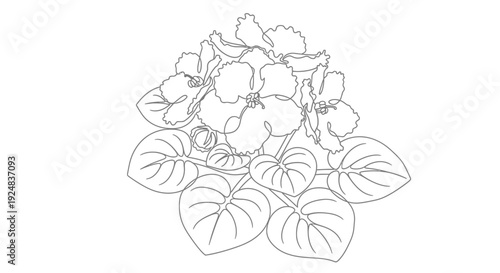 African Violet Flower Outline Drawing, Delicate Petals and Leaves, Botanical Line Art