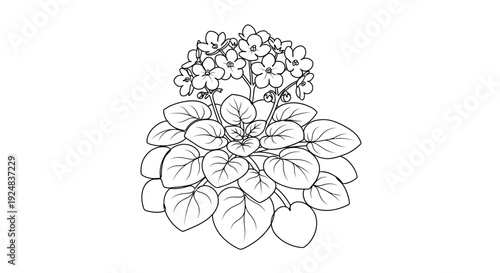 African Violet Plant Illustration: Blooming Flowers and Lush Leaves, Line Art Drawing
