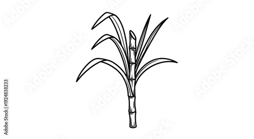 Sugarcane plant illustration, line art drawing, tropical agriculture, natural sweetener ingredient