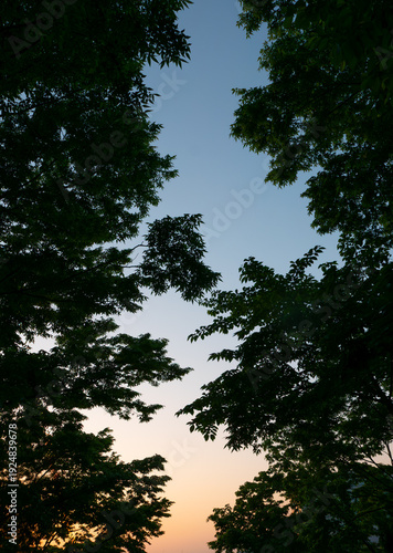 Twilight Sky Framed by Tree Silhouettes