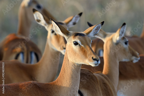 Portrait of a animals surrounded by greenery in a field under the sunlight