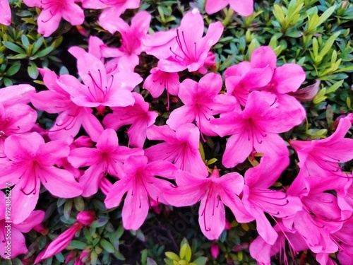 pink flowers in the garden in Japan