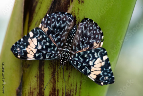 Hamadryas amphinome, the Red Cracker Butterfly.