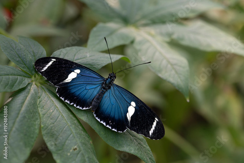 Heliconius sara, the Sara Longwing