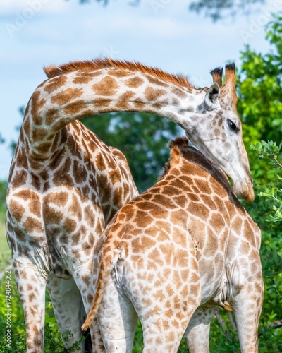 Portrait of a animals surrounded by greenery in a field under the sunlight