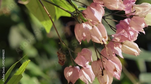 Pink shower tree (Cassia bakeriana) blossoms in warm golden sunlight – cinematic tropical footage