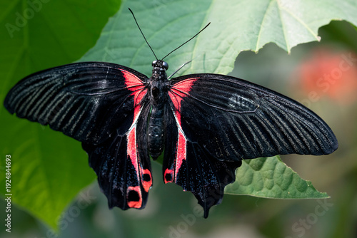 Papilio rumanzovia, the Scarlet Mormon Butterfly.