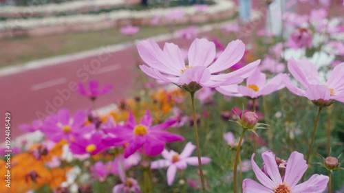 Cosmos flowers (Cosmos bipinnatus) swaying in the wind – soft pastel garden cinematic footage